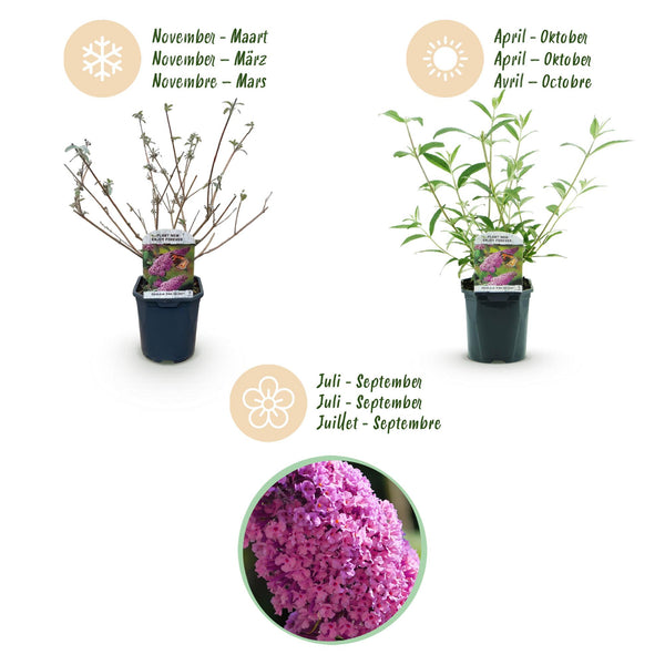 Schmetterlingsstrauch ‚Pink Delight' – Buddleja davidii – Ansicht 4