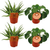Zimmerpflanzen-Set „Aloe & Pilea" – 2× Aloe Spider, 2× Ufopflanze