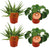 Zimmerpflanzen-Set „Aloe & Pilea" – 2× Aloe Spider, 2× Ufopflanze