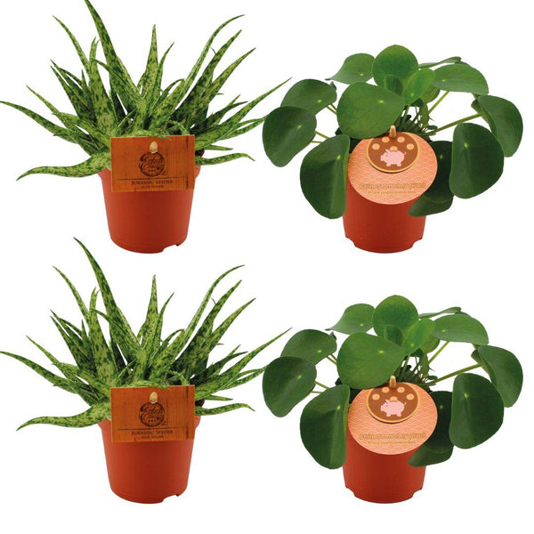 Zimmerpflanzen-Set „Aloe & Pilea" – 2× Aloe Spider, 2× Ufopflanze