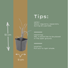 Taglilie ‚Stella de Oro' – Hemerocallis – Ansicht 5