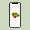 Zwergpfeffer ‚Rocca Vivace' – Peperomia angulata – Ansicht 4
