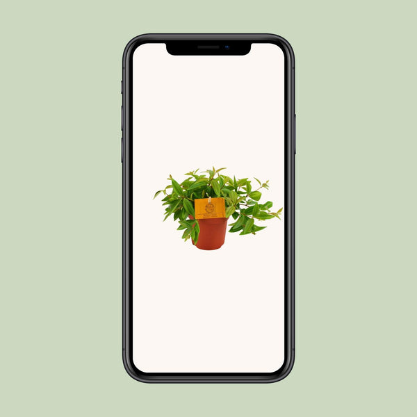 Zwergpfeffer ‚Rocca Vivace' – Peperomia angulata – Ansicht 4
