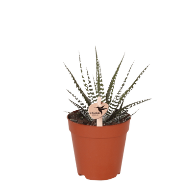 Haworthia ‚Big Band'