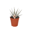 Haworthia ‚Big Band'