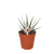 Haworthia ‚Big Band'