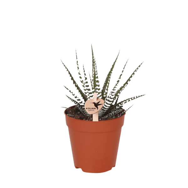 Haworthia ‚Big Band'