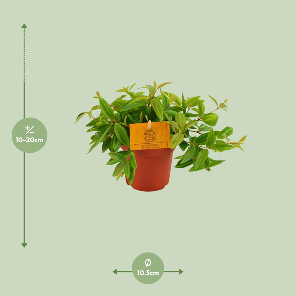Zwergpfeffer ‚Rocca Vivace' – Peperomia angulata – Ansicht 2