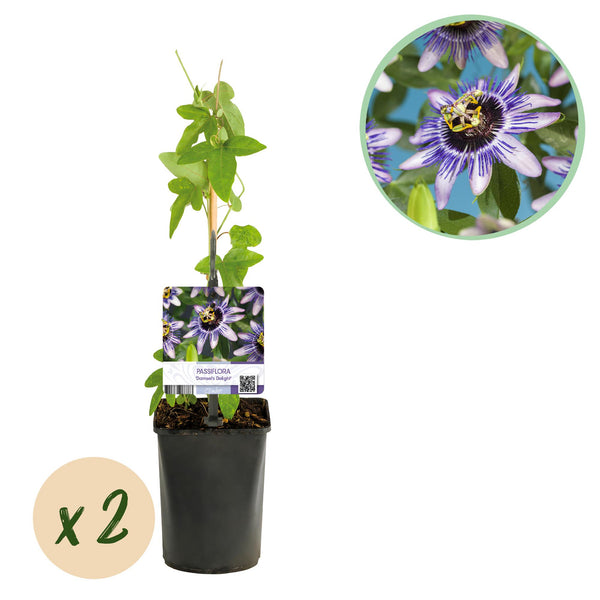 Passionsblume ‚Damsels Delight' – Passiflora