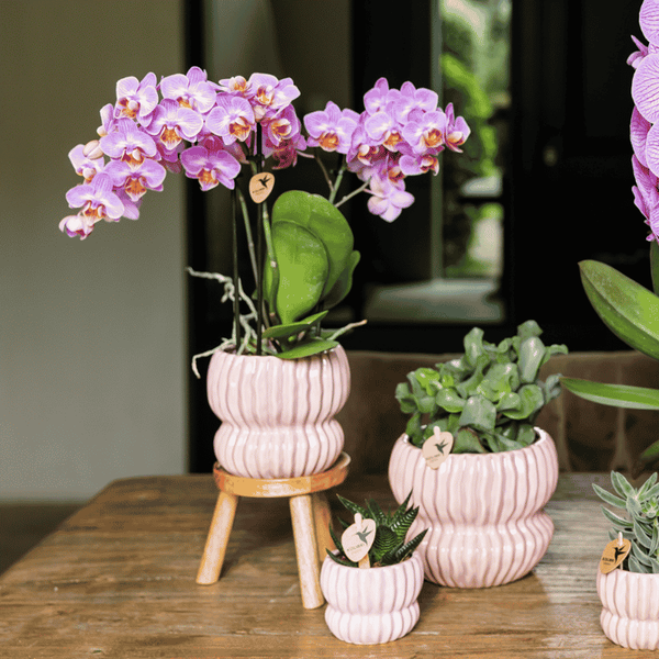 Schmetterlingsorchidee ‚Mineral Switzerland' – Phalaenopsis – Ansicht 3