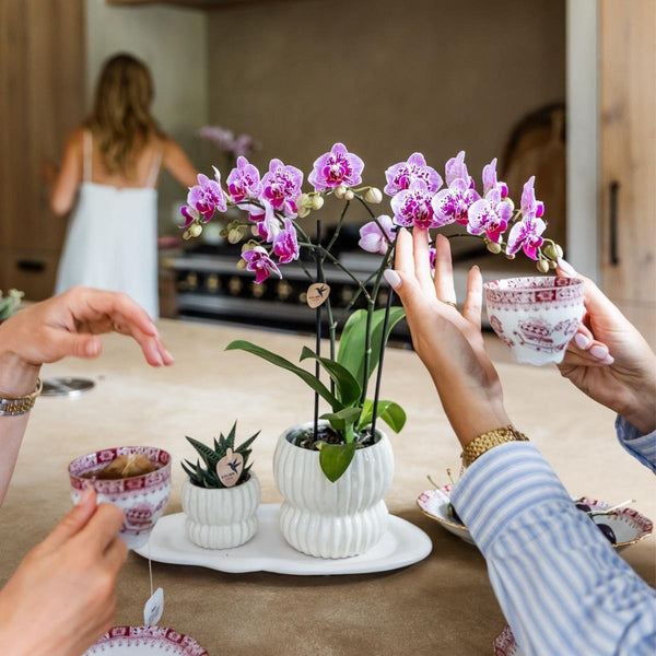 Schmetterlingsorchidee ‚Diamond El Salvador' – Phalaenopsis – Ansicht 2