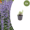 Katzenminze ‚Grol' – Nepeta – 6 Stück