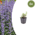 Katzenminze ‚Grol' – Nepeta – 6 Stück