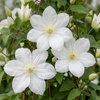 Waldrebe ‚Huldine' – Clematis – Ansicht 3