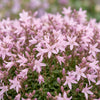 Hängepolster-Glockenblume ‚Lisduggan Variety' – Campanula poscharskyana – Ansicht 5