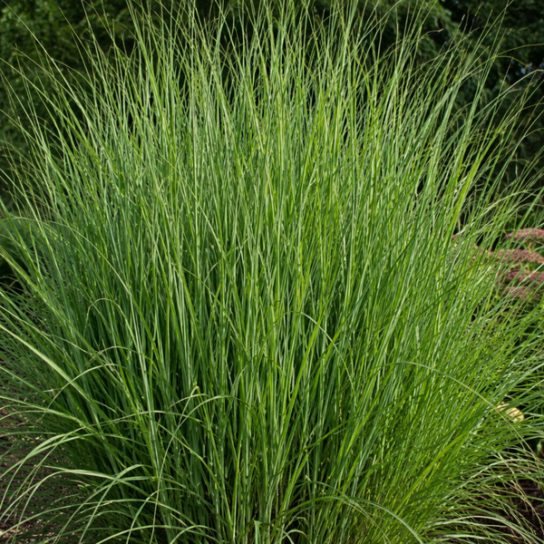 Rutenhirse ‚Northwind' – Panicum virgatum – Ansicht 4