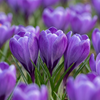 Krokus blau – Crocus