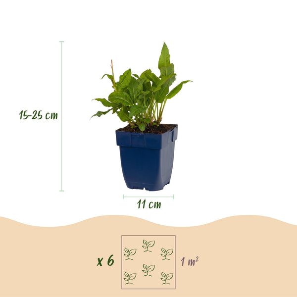 Kerzenknöterich ‚Rosea' – Persicaria amplexicaulis – Ansicht 3