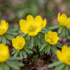 Kilikischer Winterling – Eranthis cilicica