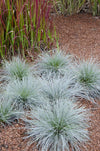 Blauschwingel ‚Azurit' – Festuca glauca – Ansicht 4
