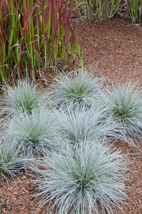 Blauschwingel ‚Azurit' – Festuca glauca – Ansicht 4