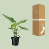 Riesenblattpflanze – Alocasia macrorrhizos – Ansicht 8