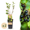 Schwarze Johannisbeere ‚Titania' – Ribes nigrum