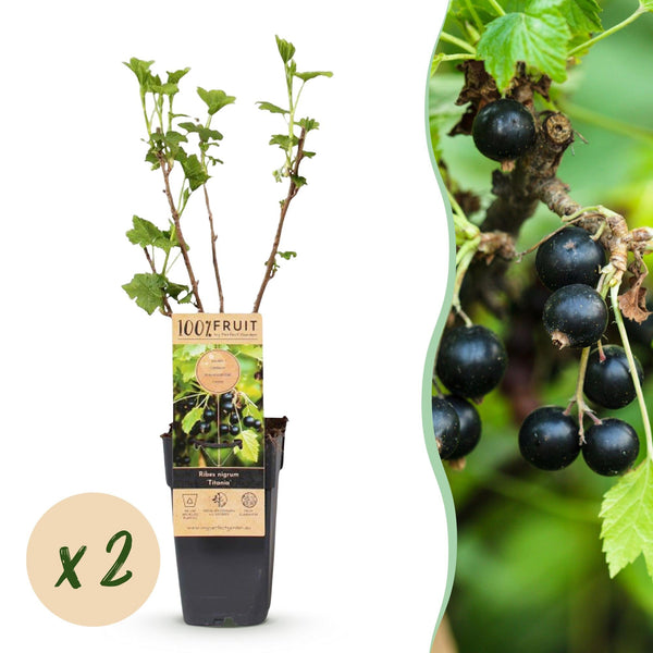 Schwarze Johannisbeere ‚Titania' – Ribes nigrum