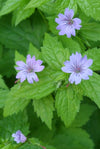 Knotiger Storchschnabel – Geranium nodosum – Ansicht 3