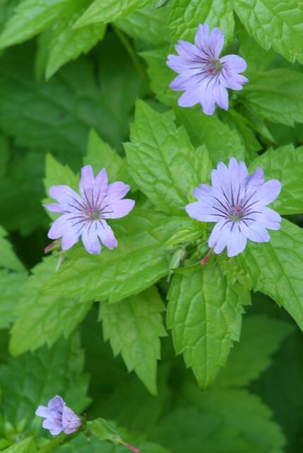 Knotiger Storchschnabel – Geranium nodosum – Ansicht 3