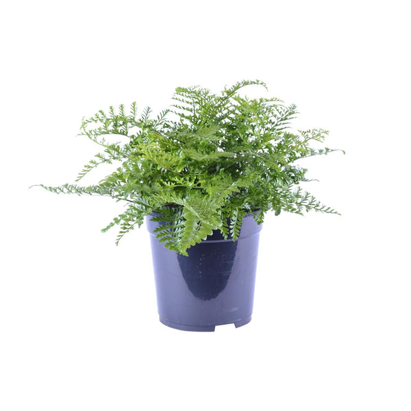 Nestfarn ‚Parvati' – Asplenium nidus