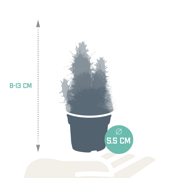 Kakteenmischung 5,5 cm - 5x - zonder pot