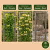 Japanisches Geißblatt ‚Halliana' – Lonicera japonica – Ansicht 4