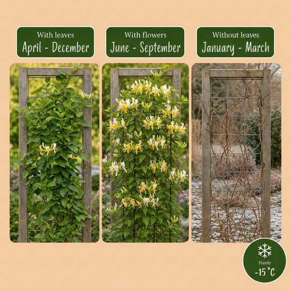 Japanisches Geißblatt ‚Halliana' – Lonicera japonica – Ansicht 4