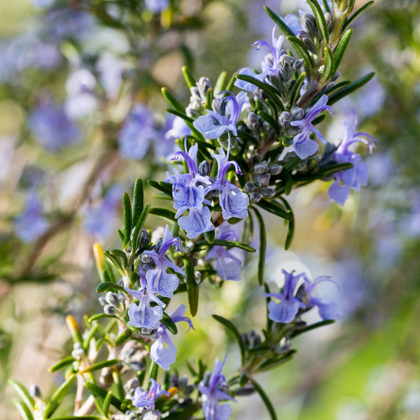 Rosmarin – Rosmarinus officinalis – Ansicht 4