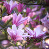 Magnolie ‚Betty' – Magnolia – Ansicht 4