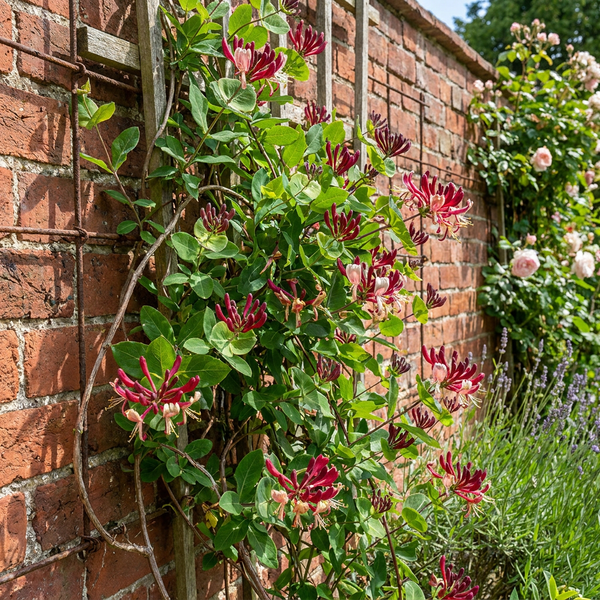 Waldgeißblatt ‚Serotina' – Lonicera periclymenum – Ansicht 4
