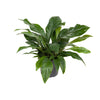 Flamingoblume ‚Jungle Bush' – Anthurium
