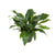 Flamingoblume ‚Jungle Bush' – Anthurium