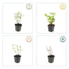 Johanniskraut ‚Beauty' – Hypericum × inodorum – Ansicht 6