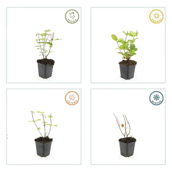 Johanniskraut ‚Beauty' – Hypericum × inodorum – Ansicht 6
