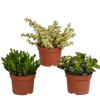 Sukkulenten-Set „Crassula-Mischung“ – 3 Crassula
