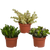 Sukkulenten-Set „Crassula-Mischung“ – 3 Crassula