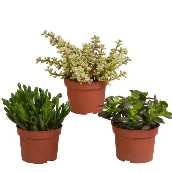 Sukkulenten-Set „Crassula-Mischung“ – 3 Crassula