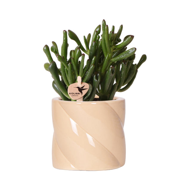 Geldbaum ‚Hobbit' – Crassula ovata