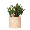 Geldbaum ‚Hobbit' – Crassula ovata – Ø 9 cm