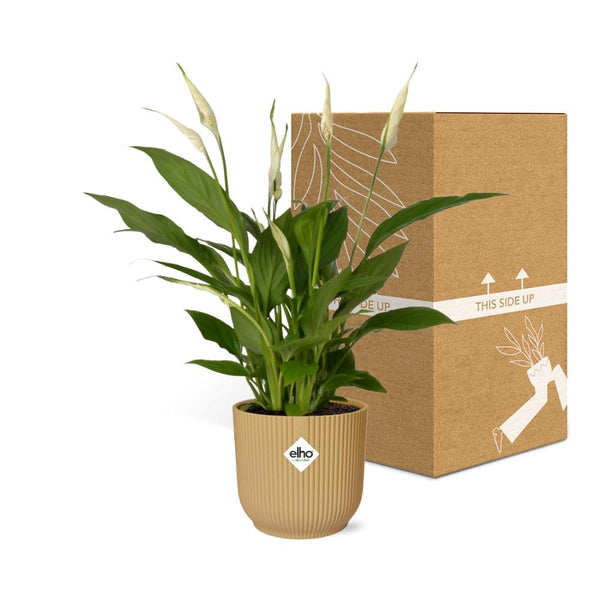 Einblatt ‚Torelli' – Spathiphyllum – Ansicht 5