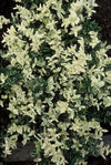 Kriechspindel ‚Harlequin' – Euonymus fortunei – Ansicht 4