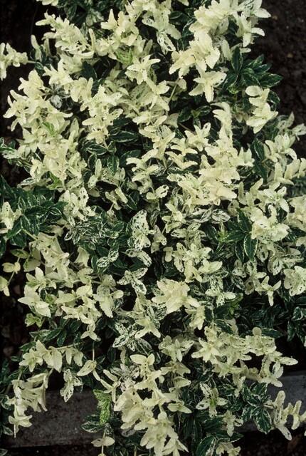 Kriechspindel ‚Harlequin' – Euonymus fortunei – Ansicht 4