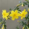 Winterjasmin – Jasminum nudiflorum – Ansicht 3